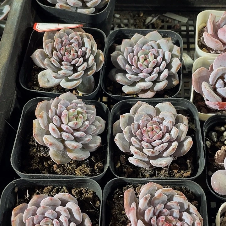 单头玉芙蓉带盆土发