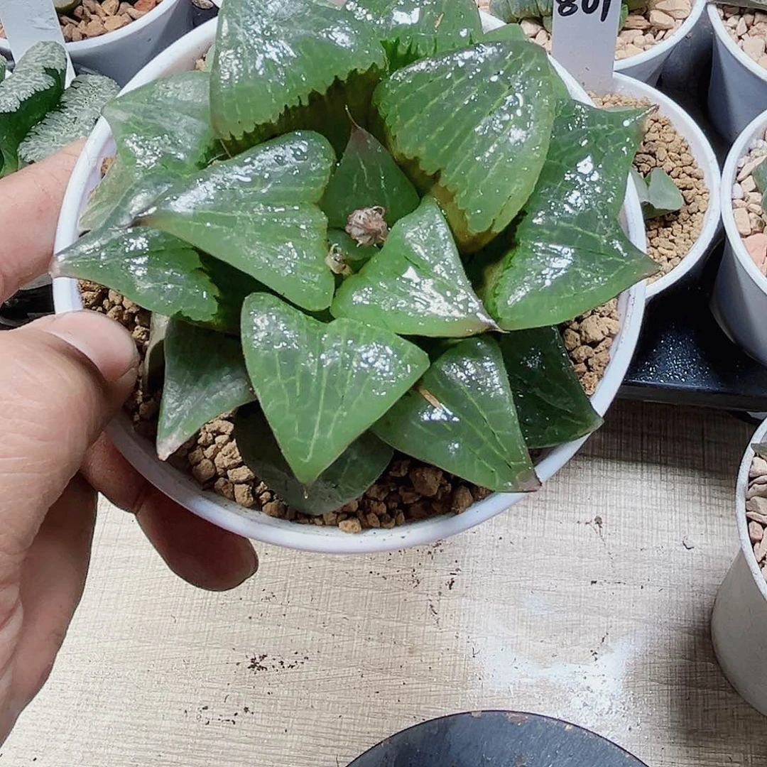 阿寒湖母本新手好养