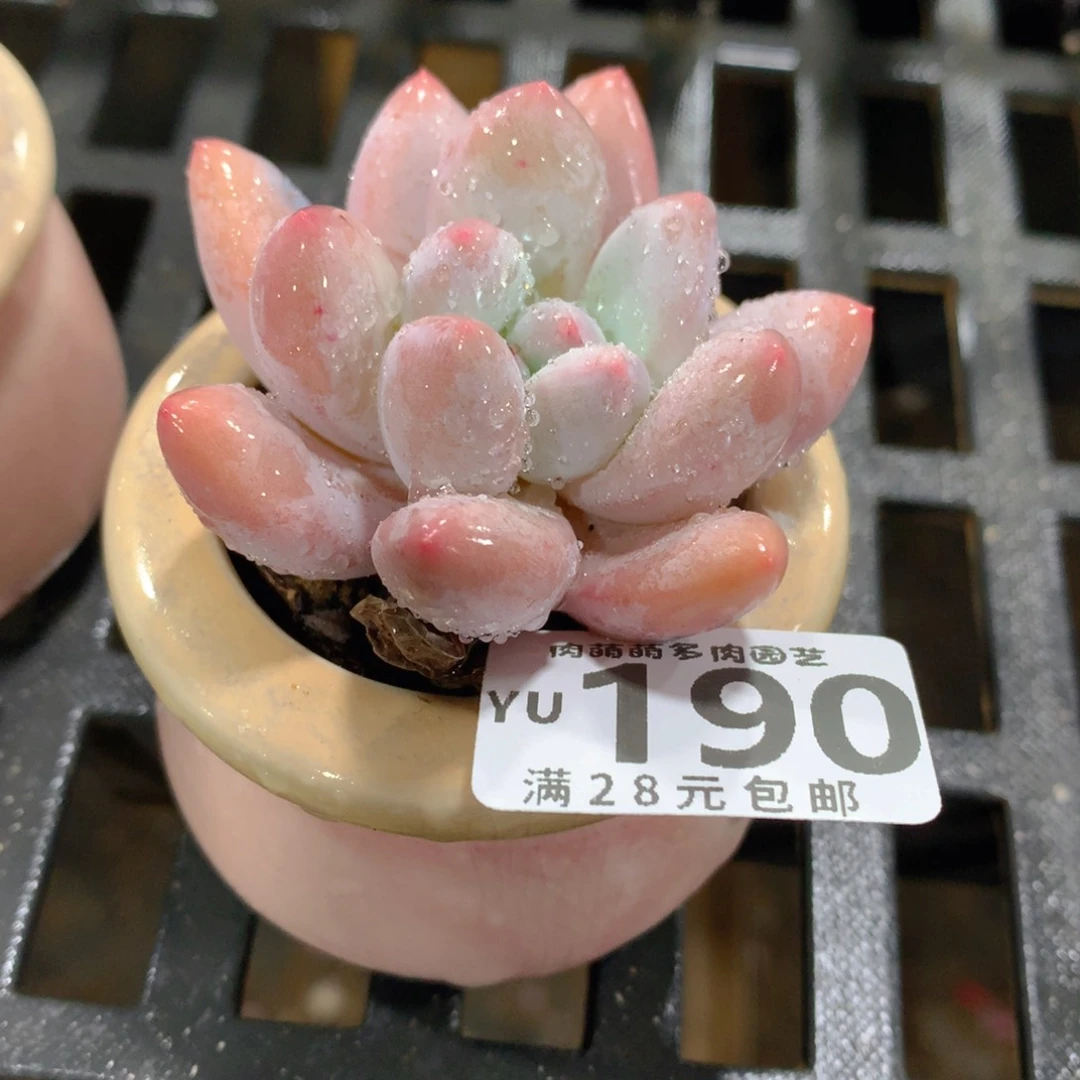 肉萌萌拇指盆精控多肉YU190