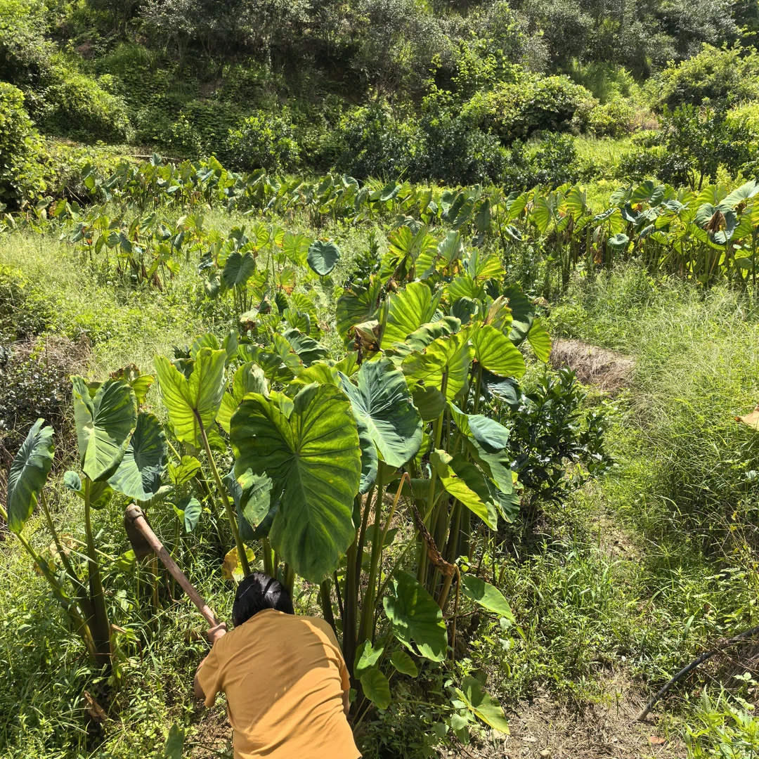 江西赣南农家当季新鲜现挖红芽芋艿软糯丝滑口感香芋3斤5斤生鲜