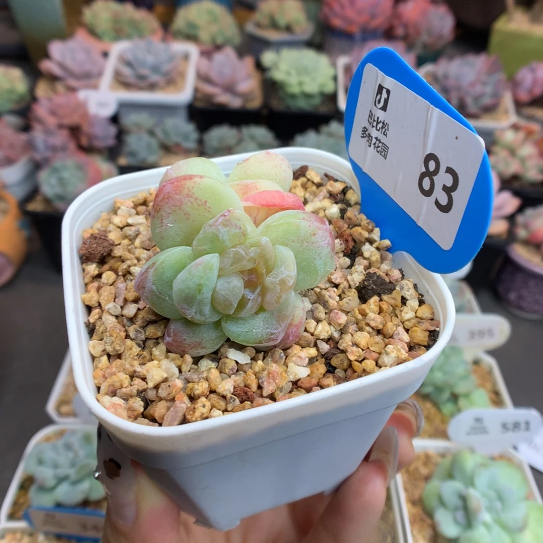 83异色冰玉石化双头多肉