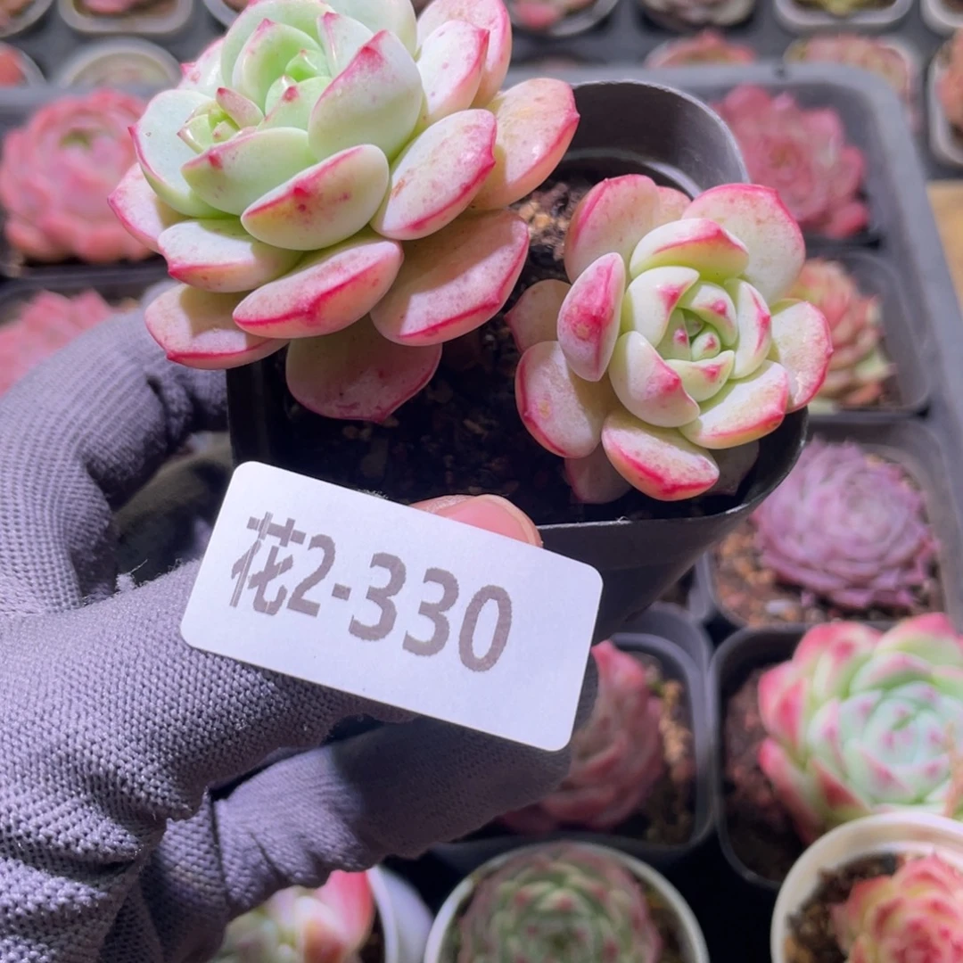 花利美2-330香草