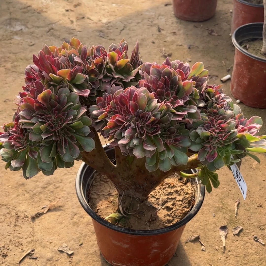 48雅典娜缀化多肉植物法师