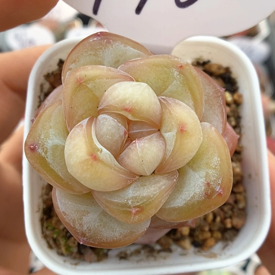 金雀可拍970号。