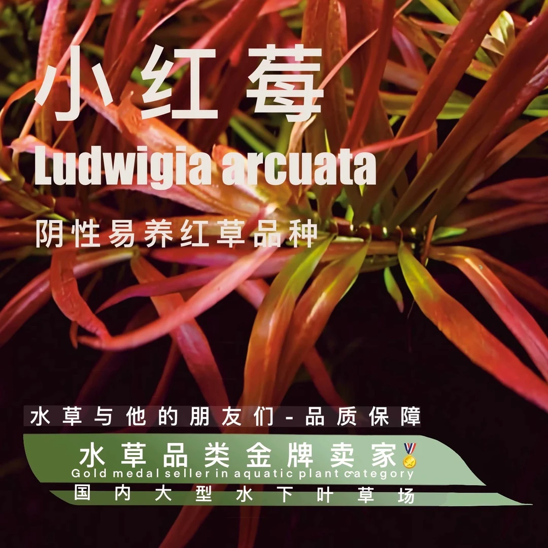养不死水草系列-小红莓（100%水下叶）阴性易养中景后景