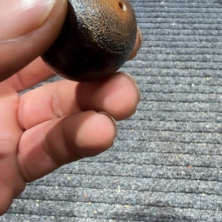 木X17 大果紫檀（缅甸花梨）