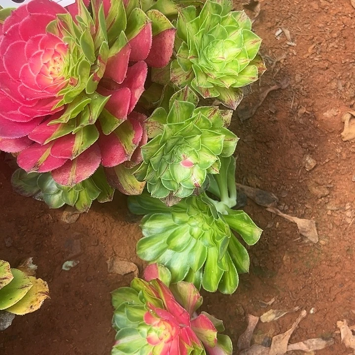 安***玥精品多肉植物076知否