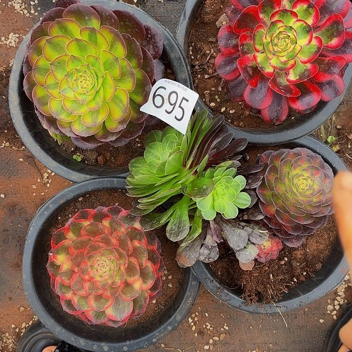多肉植物福利695