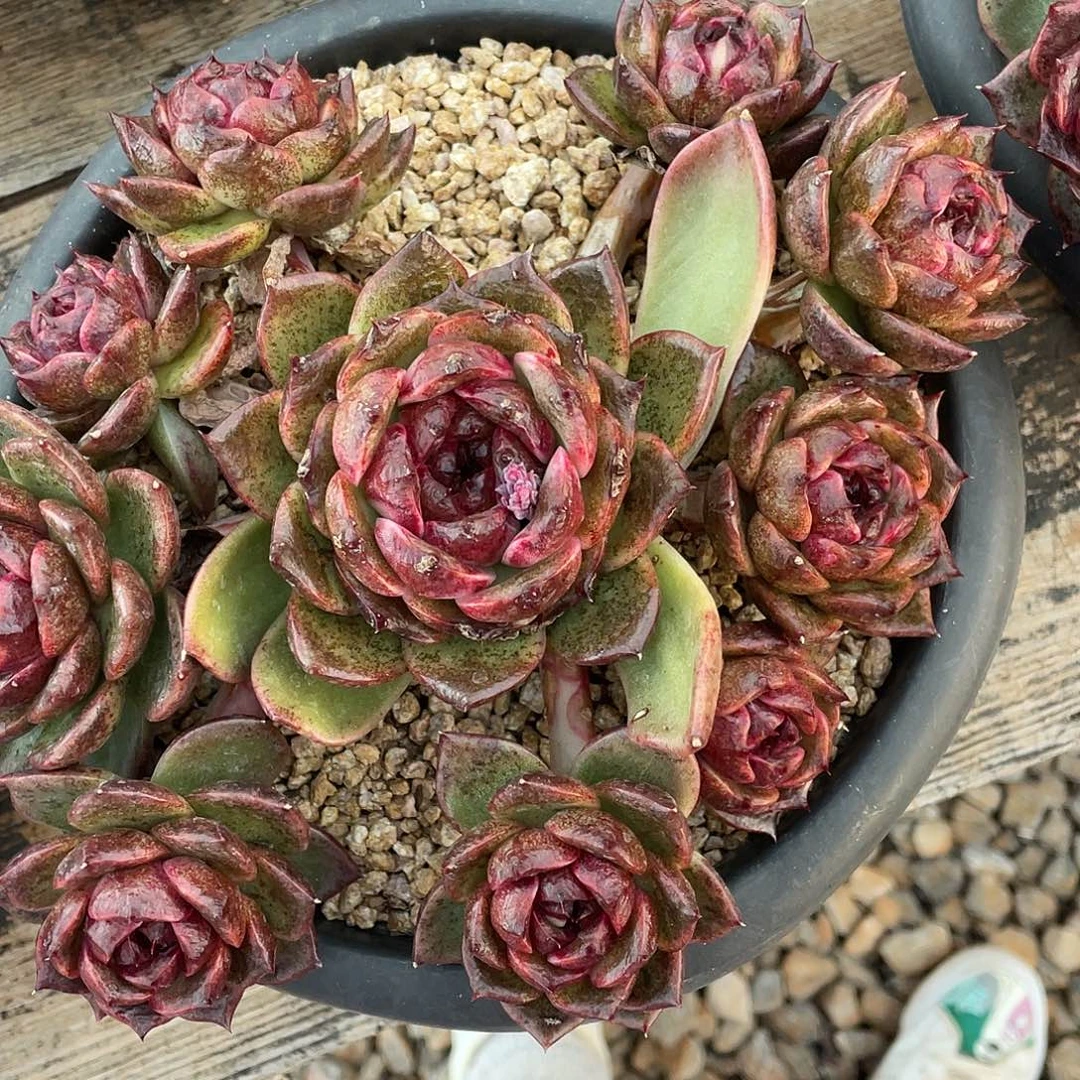 多肉植物一物一拍