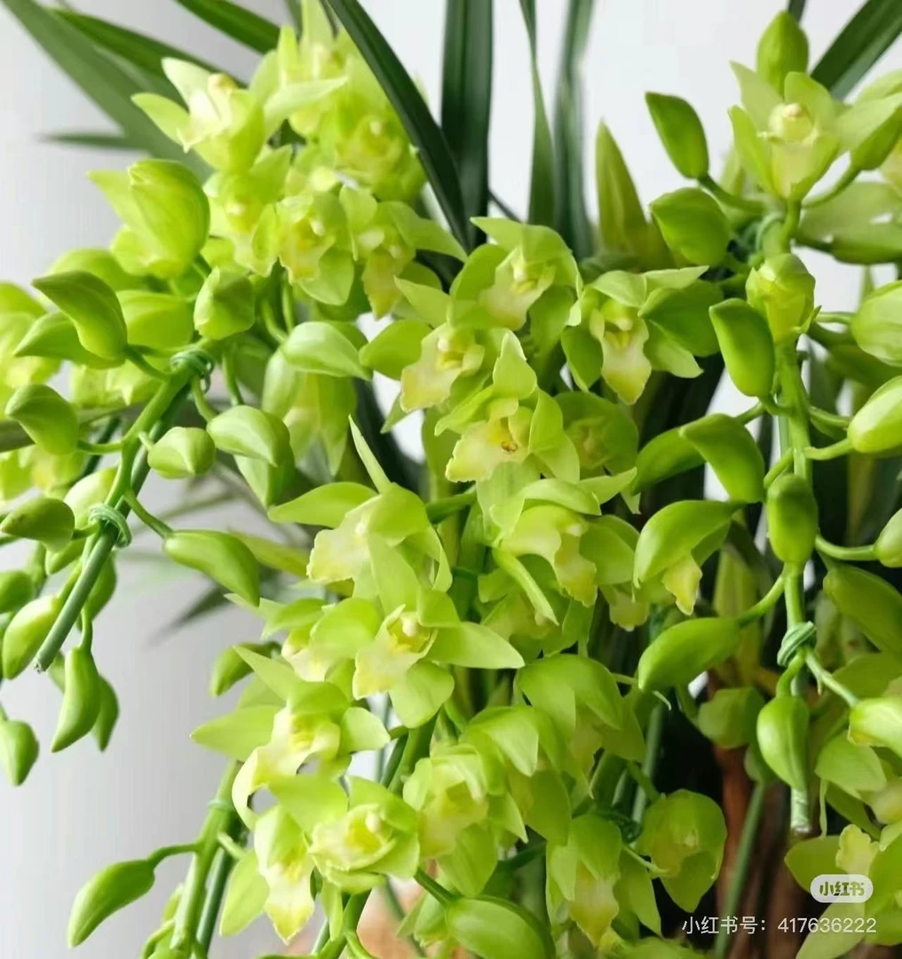 绿精灵     大花惠兰盆栽室内外好养易活年宵花带花剑花苞