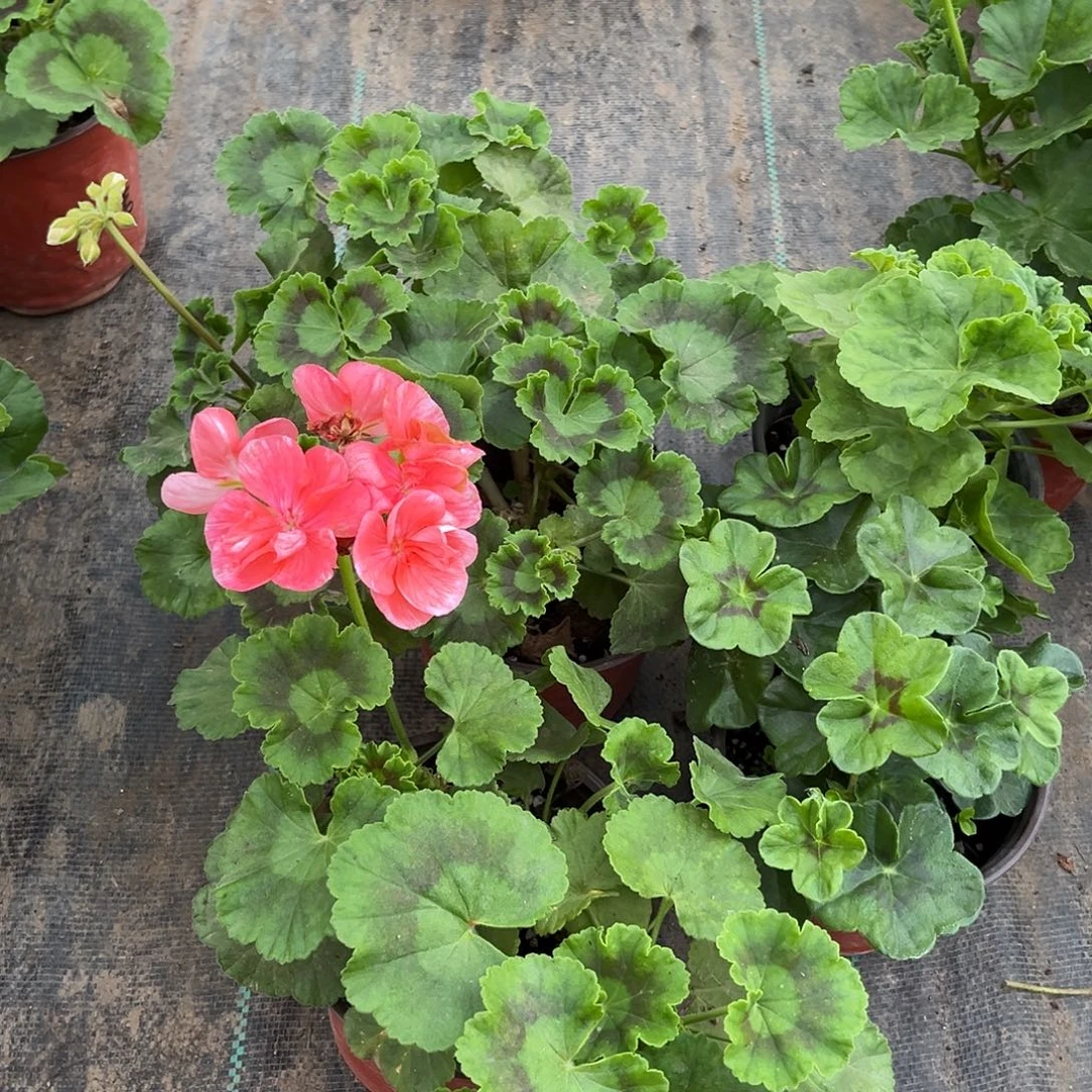 完全开放垂万，梅尼亚，皇后，苏菲