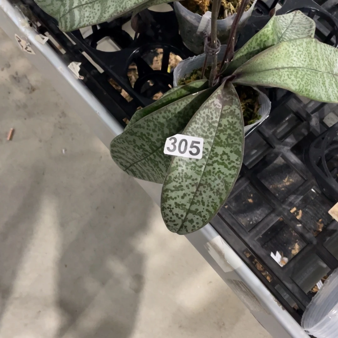 完全开放305福利多多