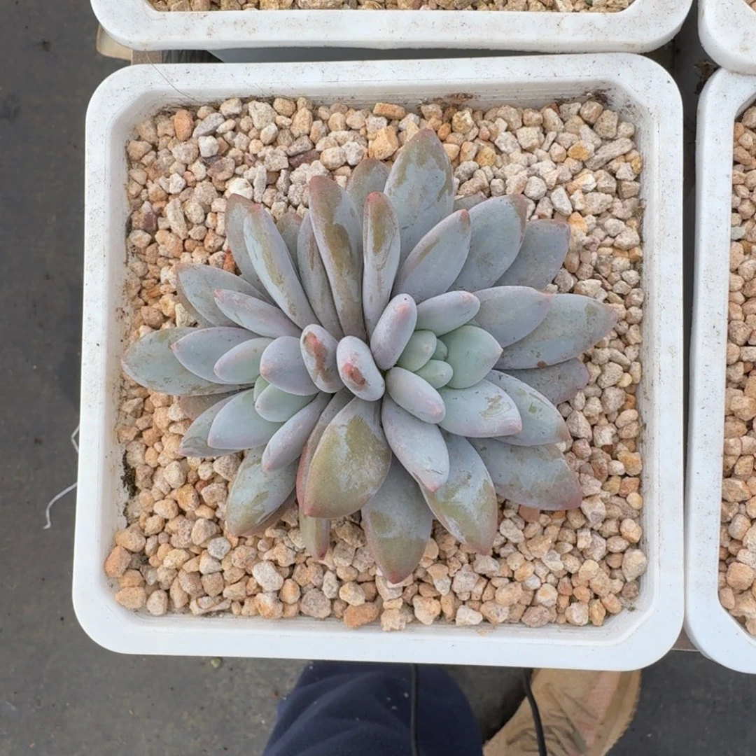 橙龙 双头 一物一拍