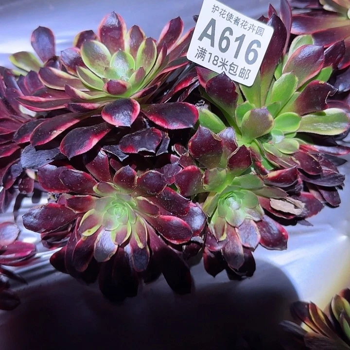 多肉法师欧嘉莉朵朵