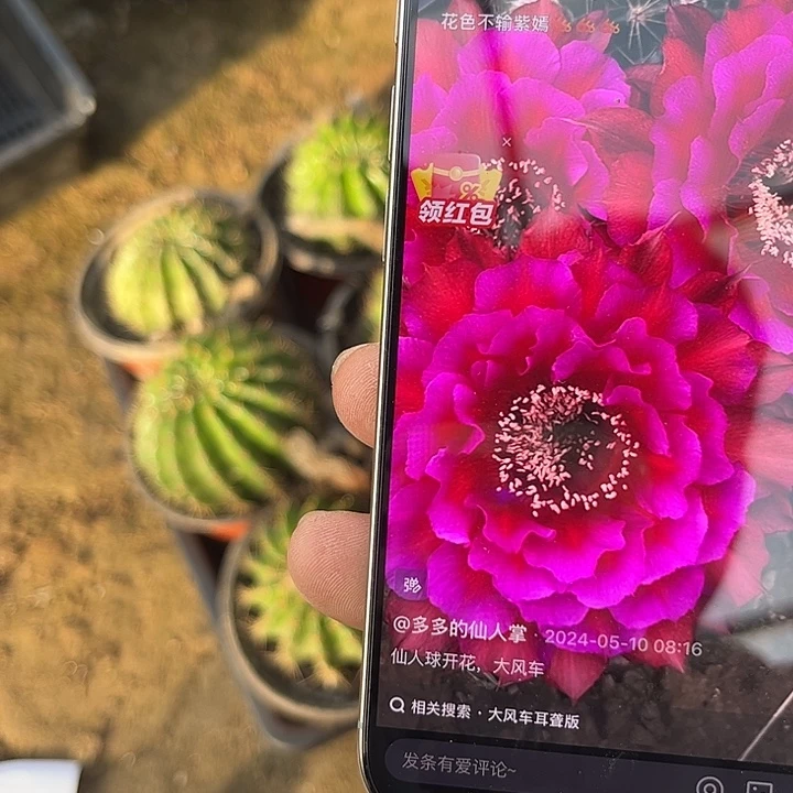 仙人球彩草大风车带盆