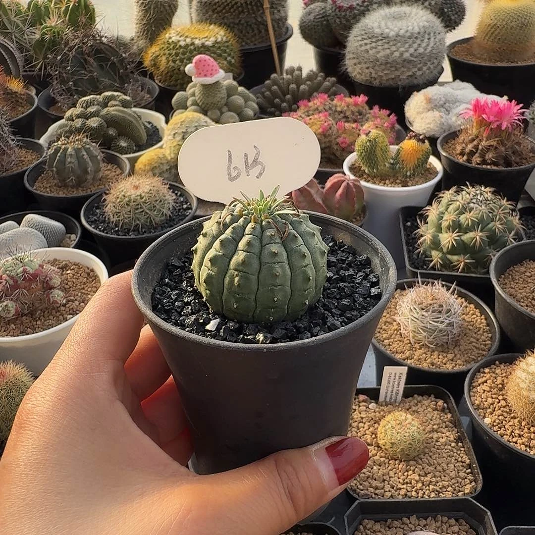 C***a613实生群星冠带盆发货