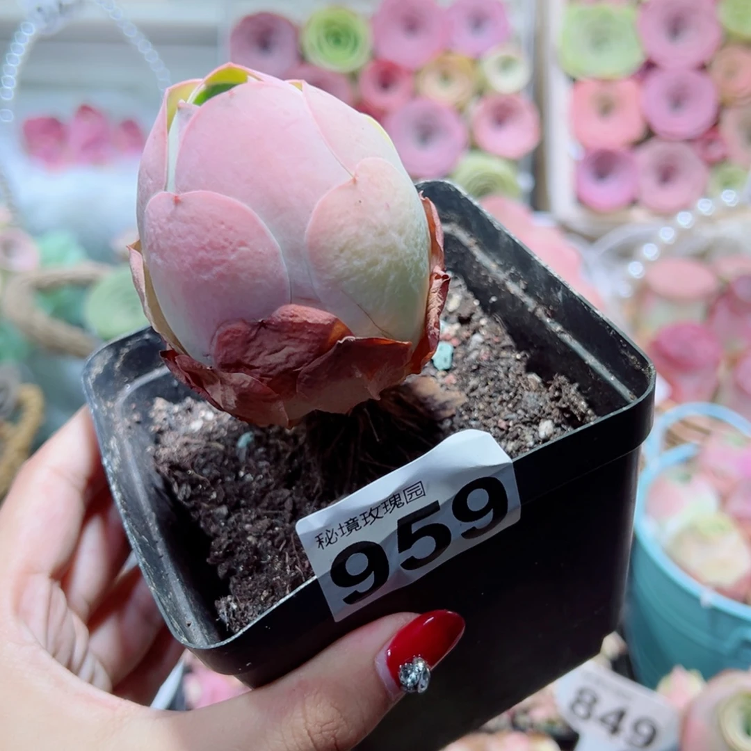 959加帕单棵老桩。