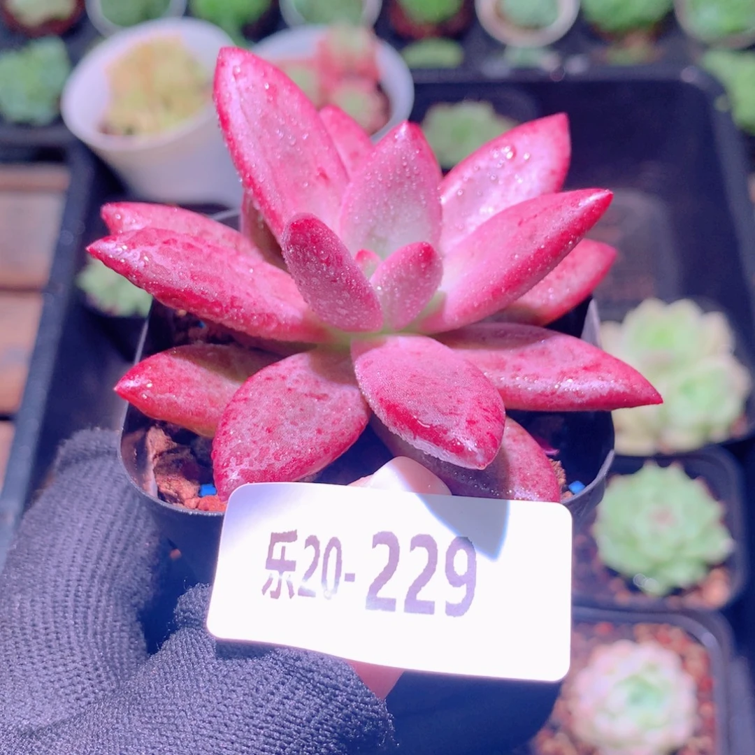 乐然20-229 甜蜜蜜