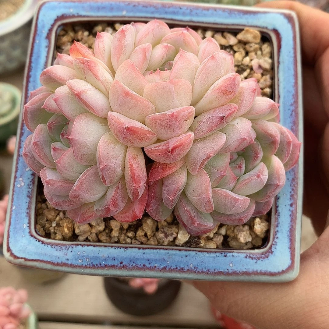 阿尔巴美妮sp8厘米