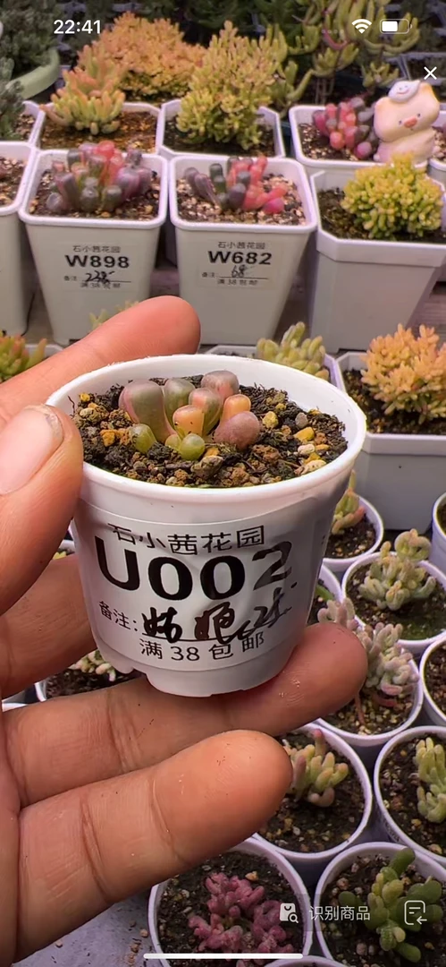 姑娘-五十铃玉锦-多肉植物枝干番杏