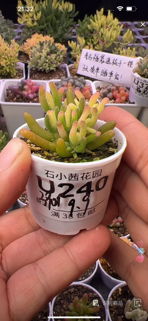 3901-钻石黄化锦-多肉植物枝干番杏