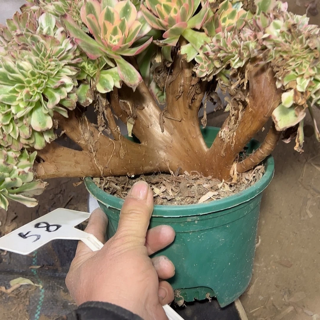 多58肉植物粉女巫缀花