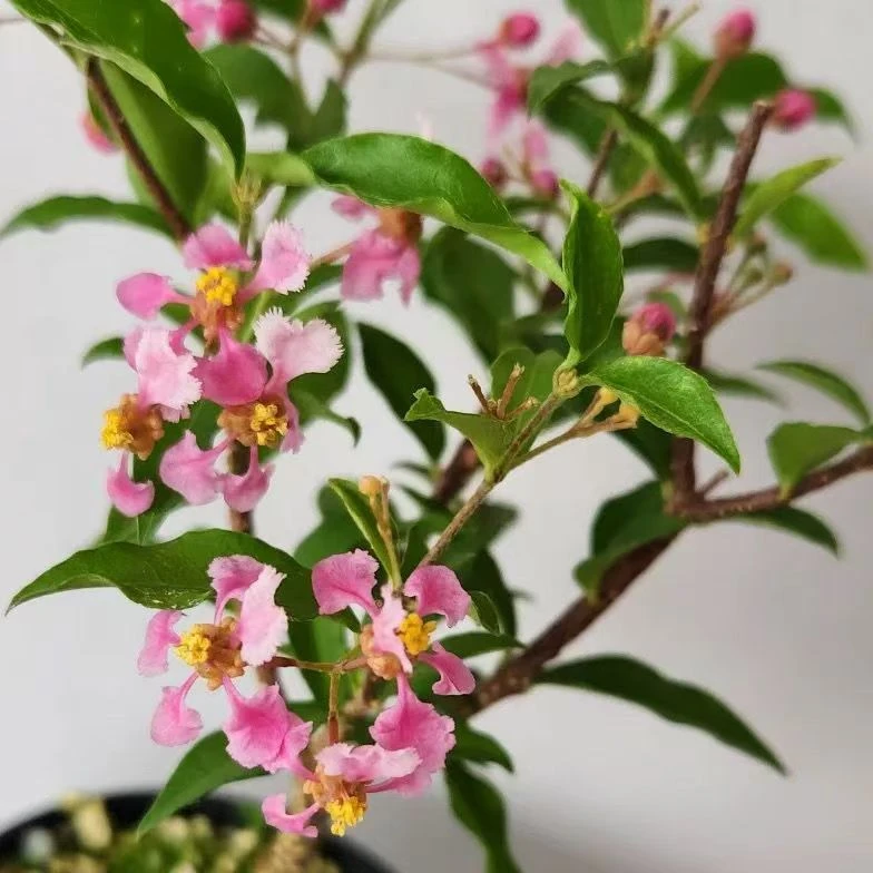 【AW基地直发】台湾珍珠李氏樱花好养懒人绿植盆栽