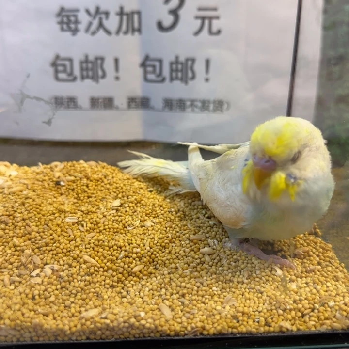 虎皮鹦鹉大头虎皮鹦鹉