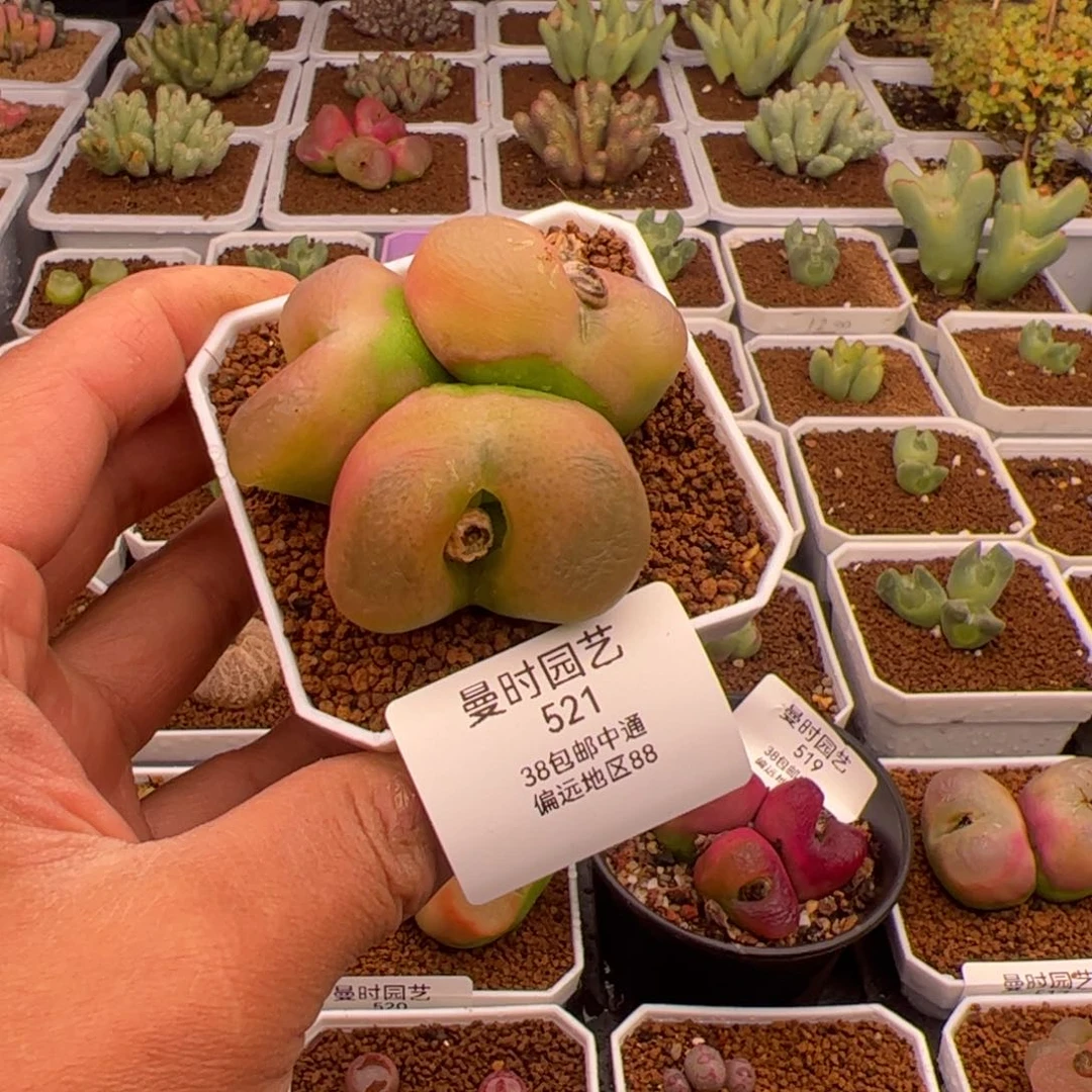 2.19毛多肉植物521