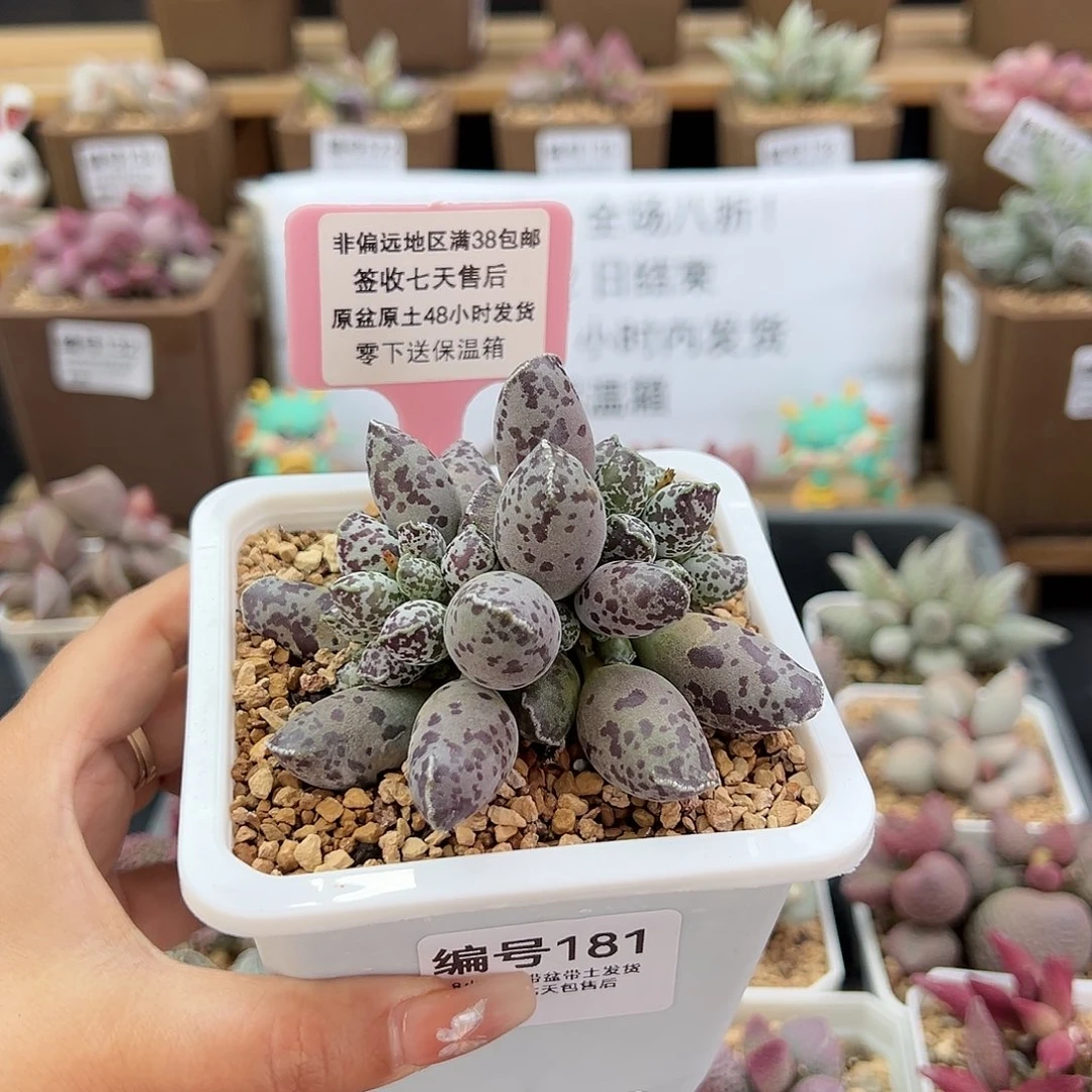 181白肌海豹多肉植物