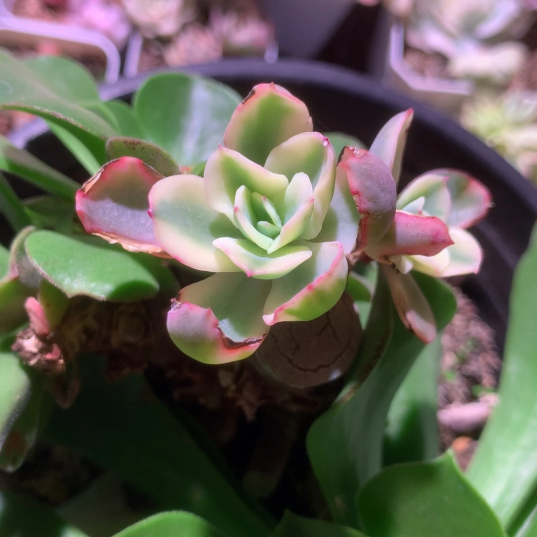 水瓶座覆轮锦砍头有杆子