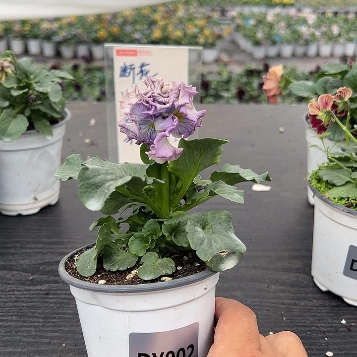 大部分花苞少量开放002号