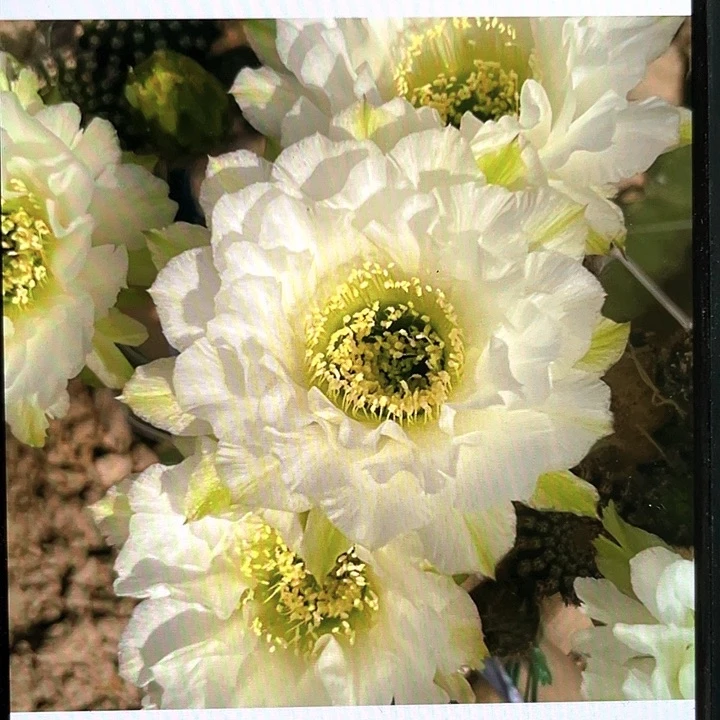 静静侧芽歪3公分左右满18包邮