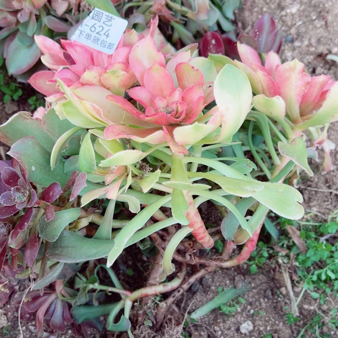 绍七彩砍头母本桩624