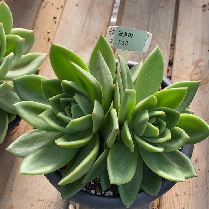 D212- 直播福利 翠花双头