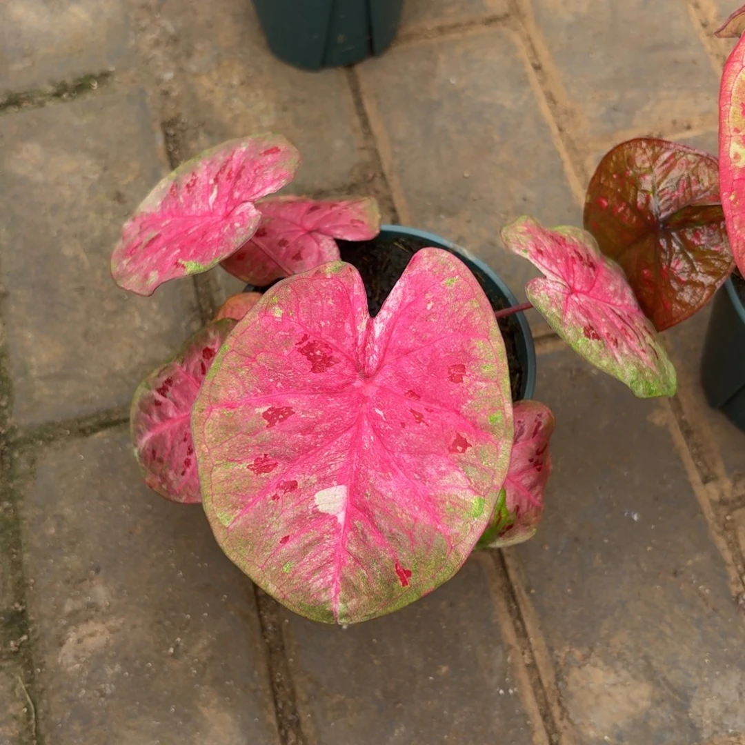 芭提雅泰国21-1111