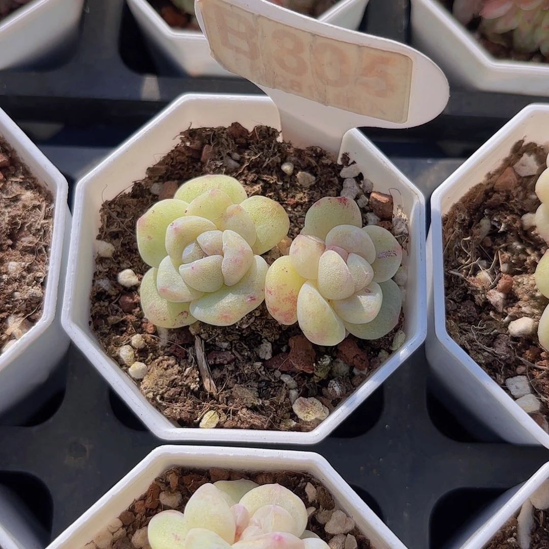 B805冰玉石化一物一拍