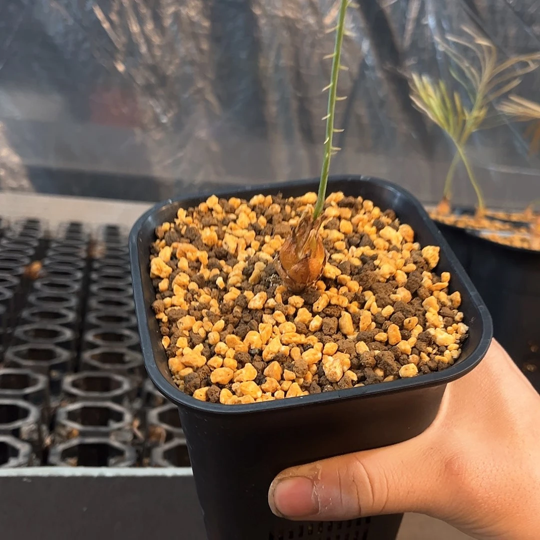 凯恩斯铁树2公分11111