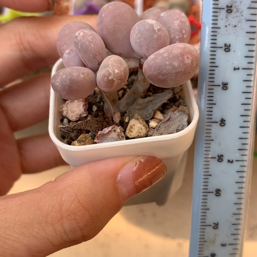 彩虹 不凑满28元发一片叶 不售后 到付