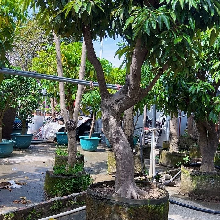 東****司果6666666666666