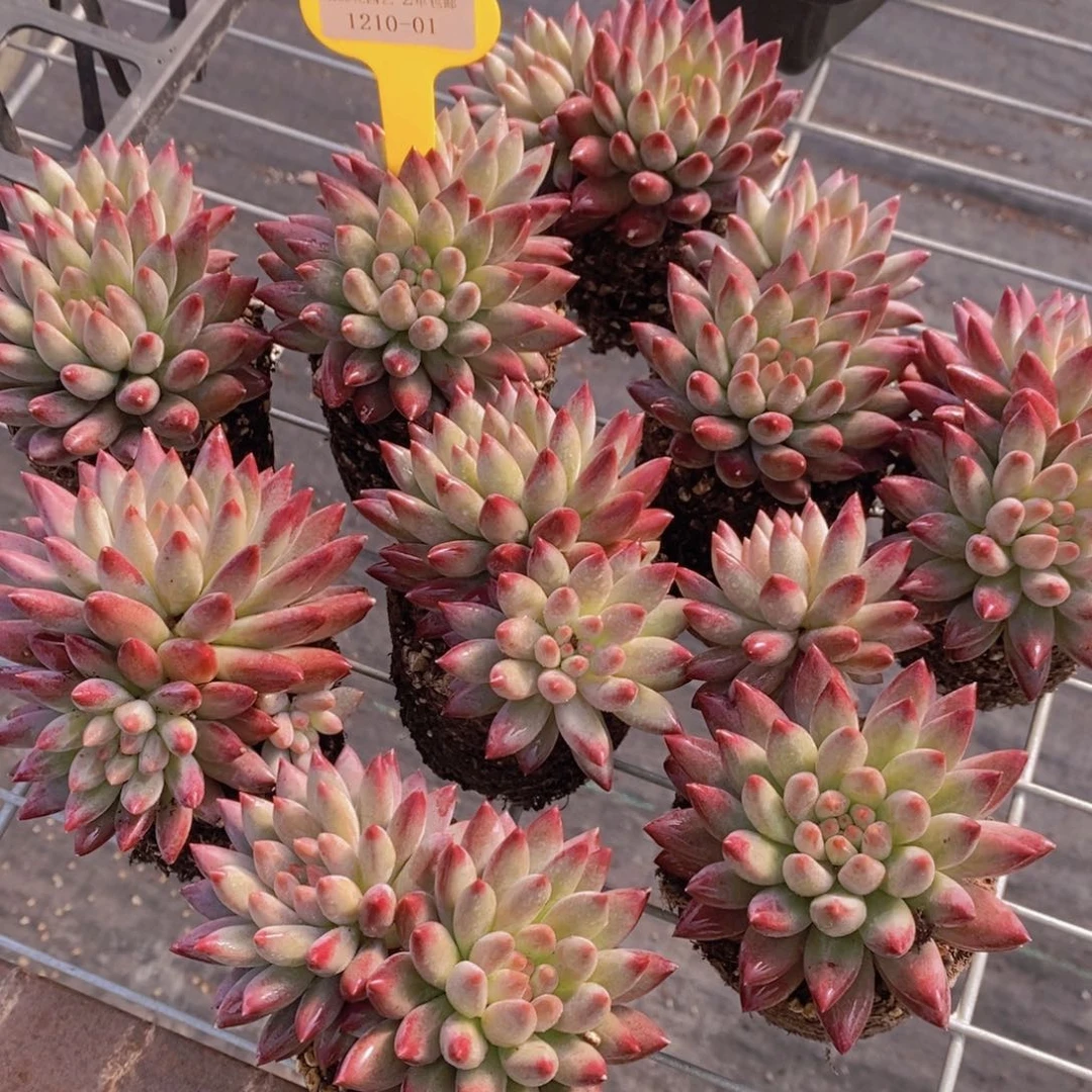 1210-01-精品母本车厘子双头一个