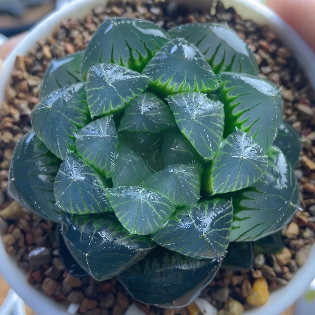 16.十二卷多肉巨大化赤线玉露。