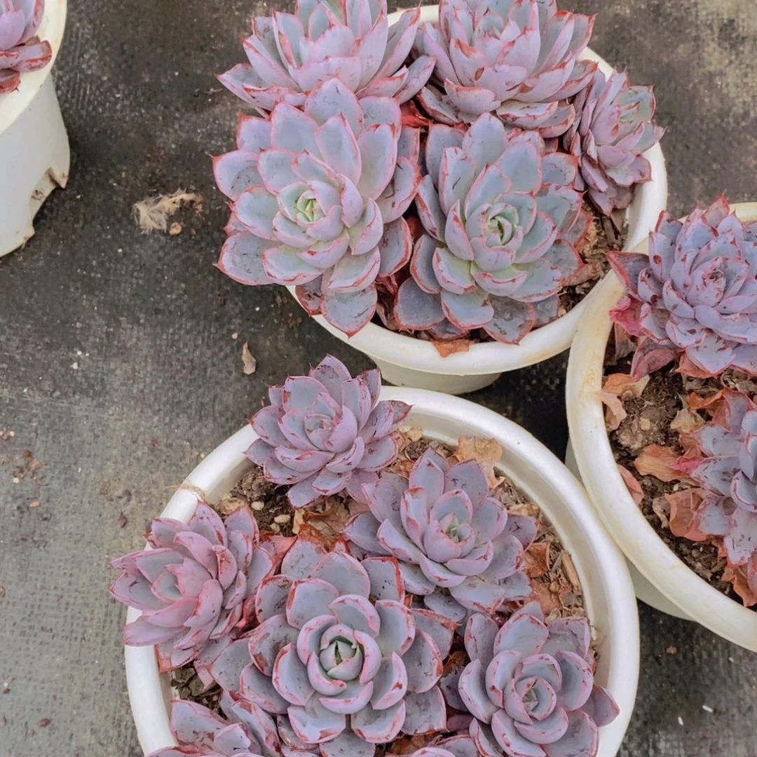 赫拉五头起发老桩两盆