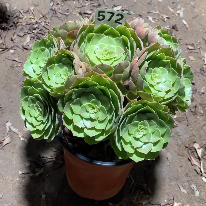 法师植物一物一拍572