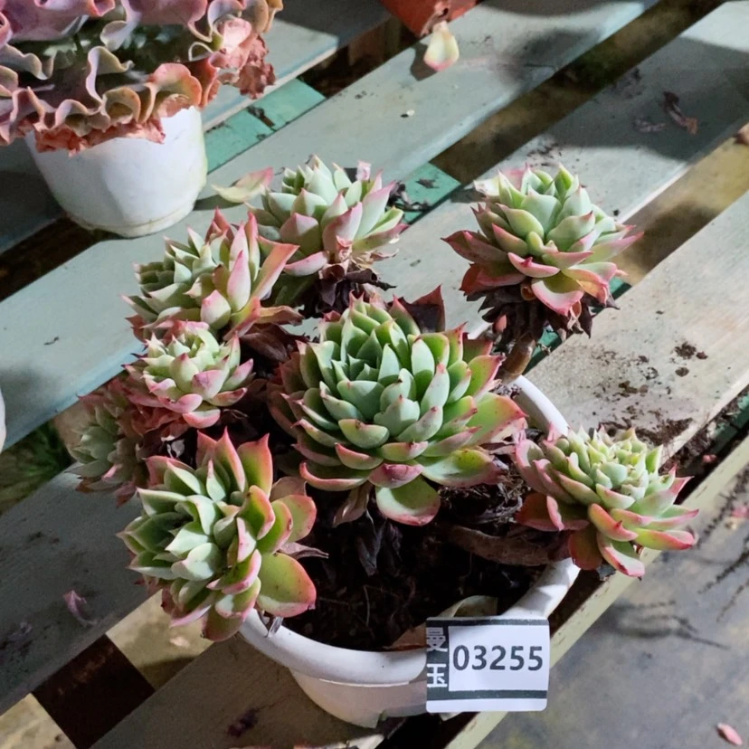 【闪购商品】香*儿三色堇03255