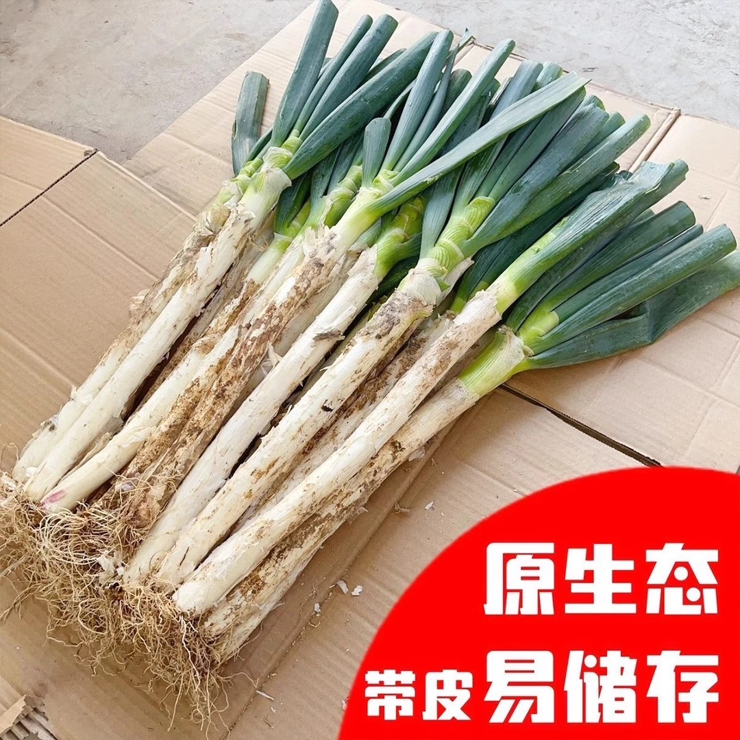 【5斤】新鲜现挖山东铁杆大葱生鲜速发长白葱花毛葱小葱嫩葱农家菜