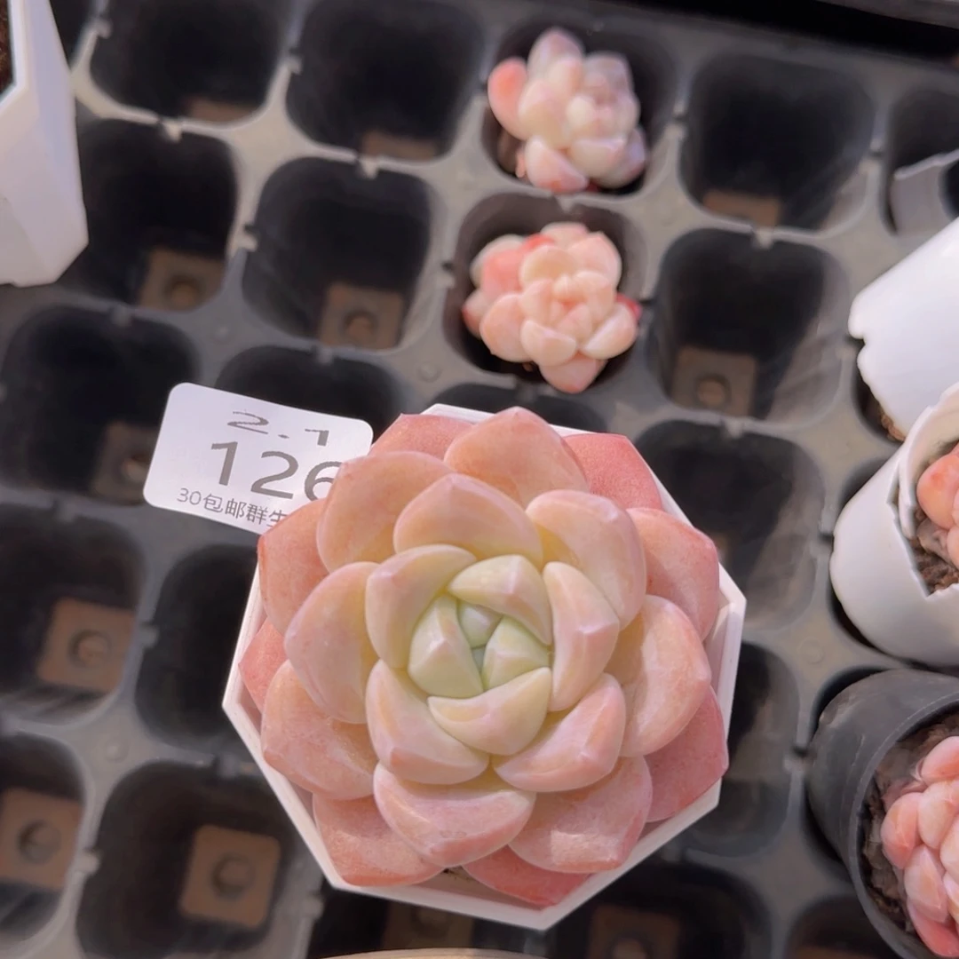 ?****?冰玉单头一颗脱土发货