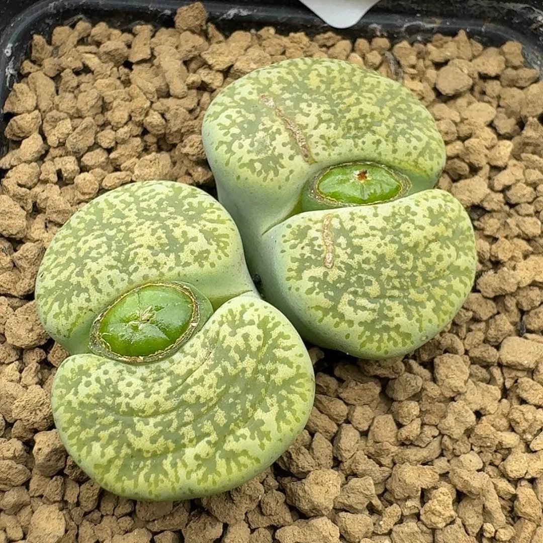 288多肉哈哈哈哈哈哈哈