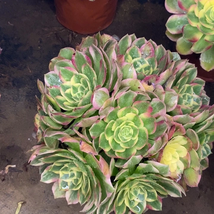海鲜多肉植物31。