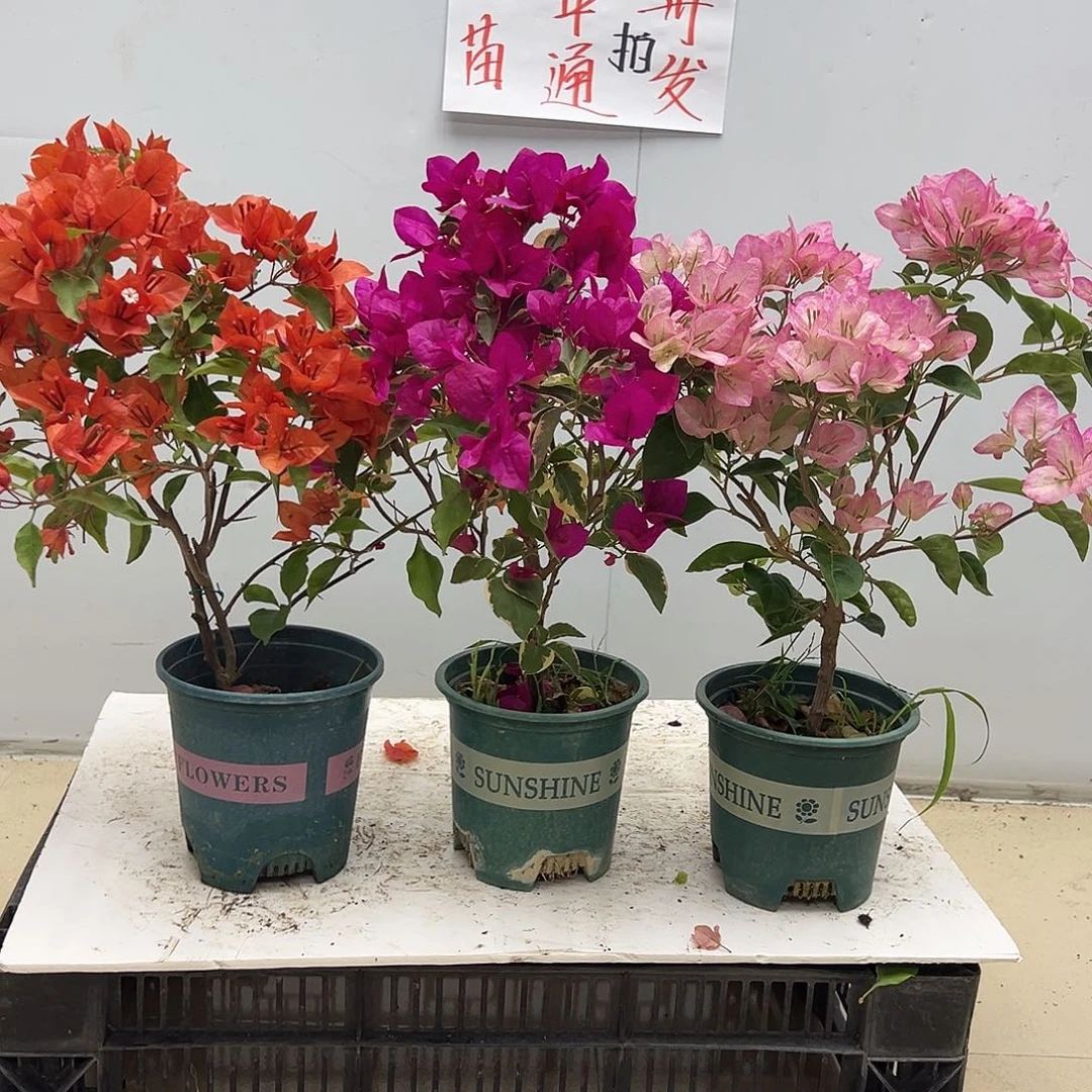大部分花苞少量开放红桑巴，金边蓝月亮，五宝组合